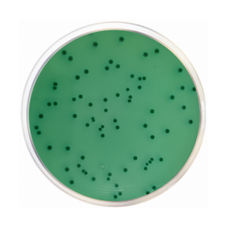 Agar Bismuto Sulfito (Wilson Blair) USP; 500 g