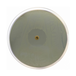 Agar Iso-Sensitest; 500 g